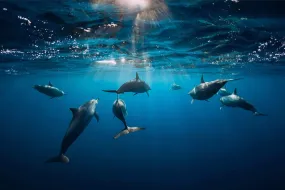 Dolphins